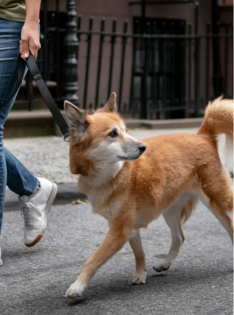 岡山県の動物病院OneVET