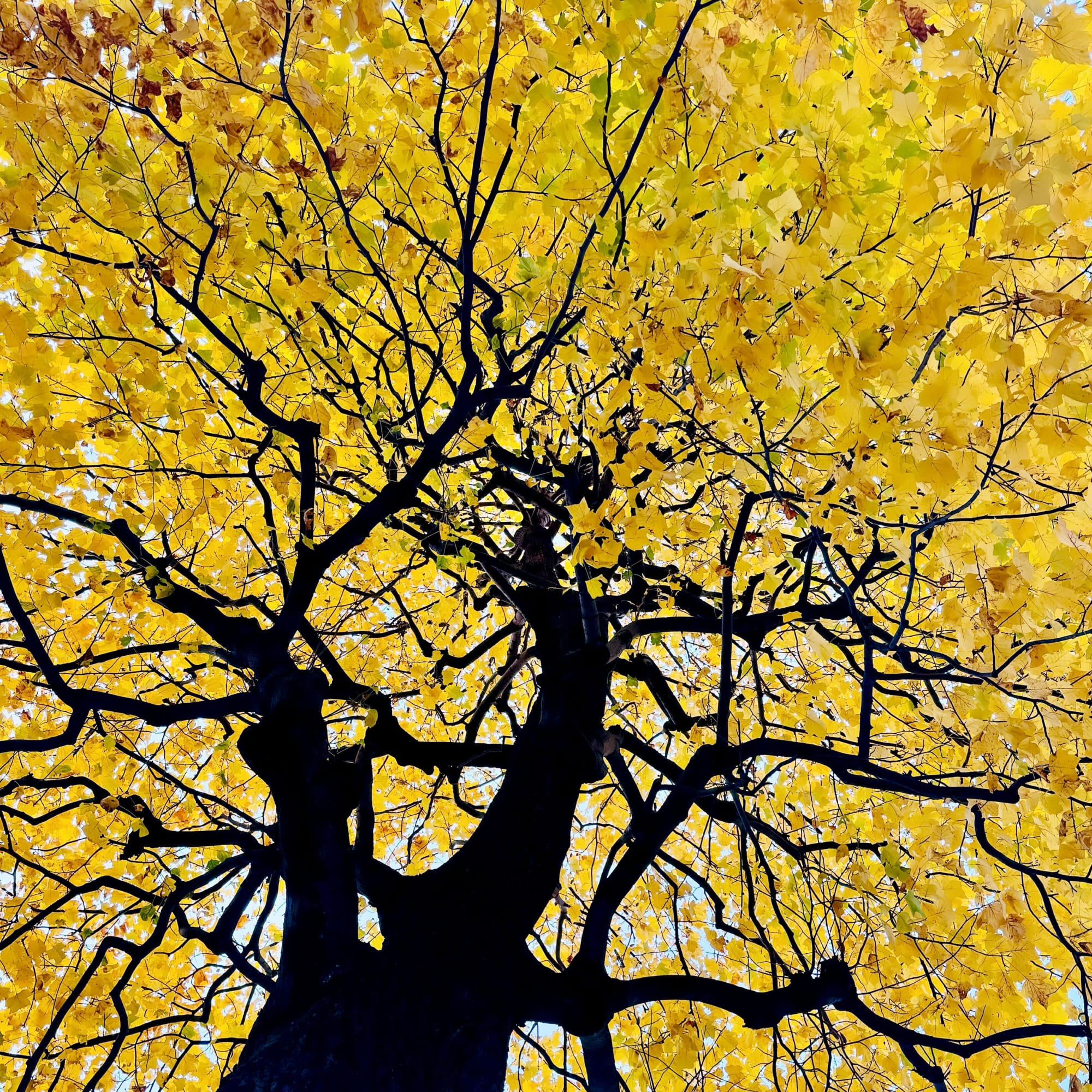 岡山駅前の街路樹。秋にはとてもきれいな色に変わります